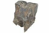 Fossil Woolly Rhino (Coelodonta) Tooth - Siberia #210654-3